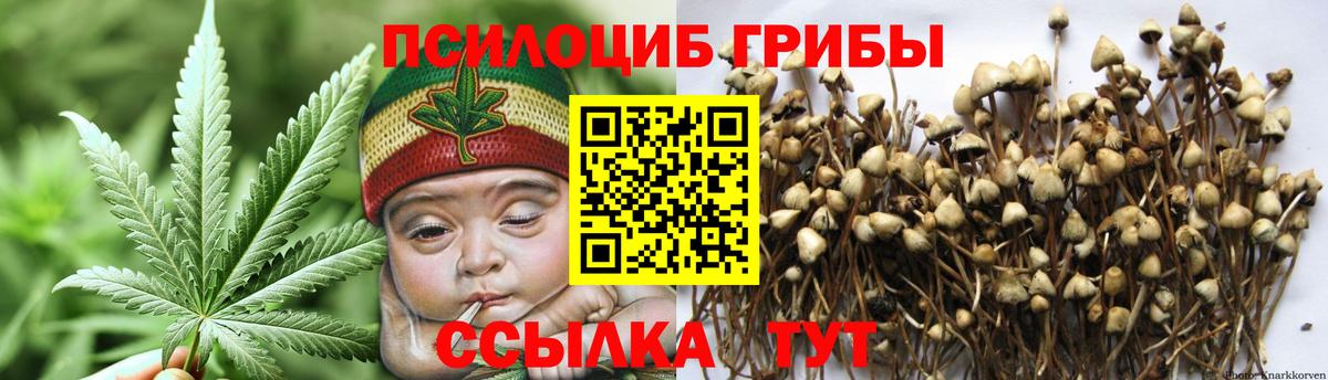 Псилоцибиновые грибы Psilocybe  Железноводск  Псилоцибиновые грибы мицелий 
